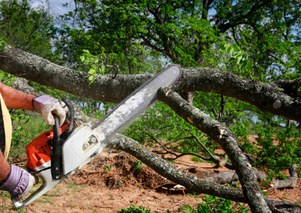 Tree and Shrub Care in Mchenry, IL